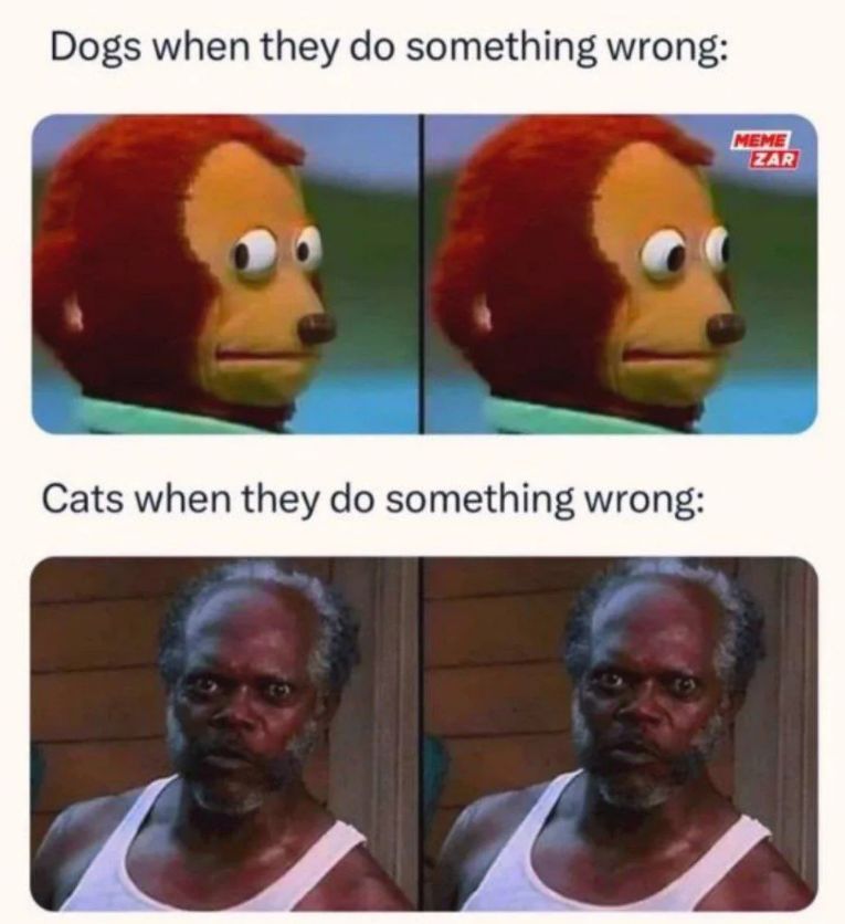 WholesomeMeme's tweet photo. https://t.co/dtwQ6iJV7X