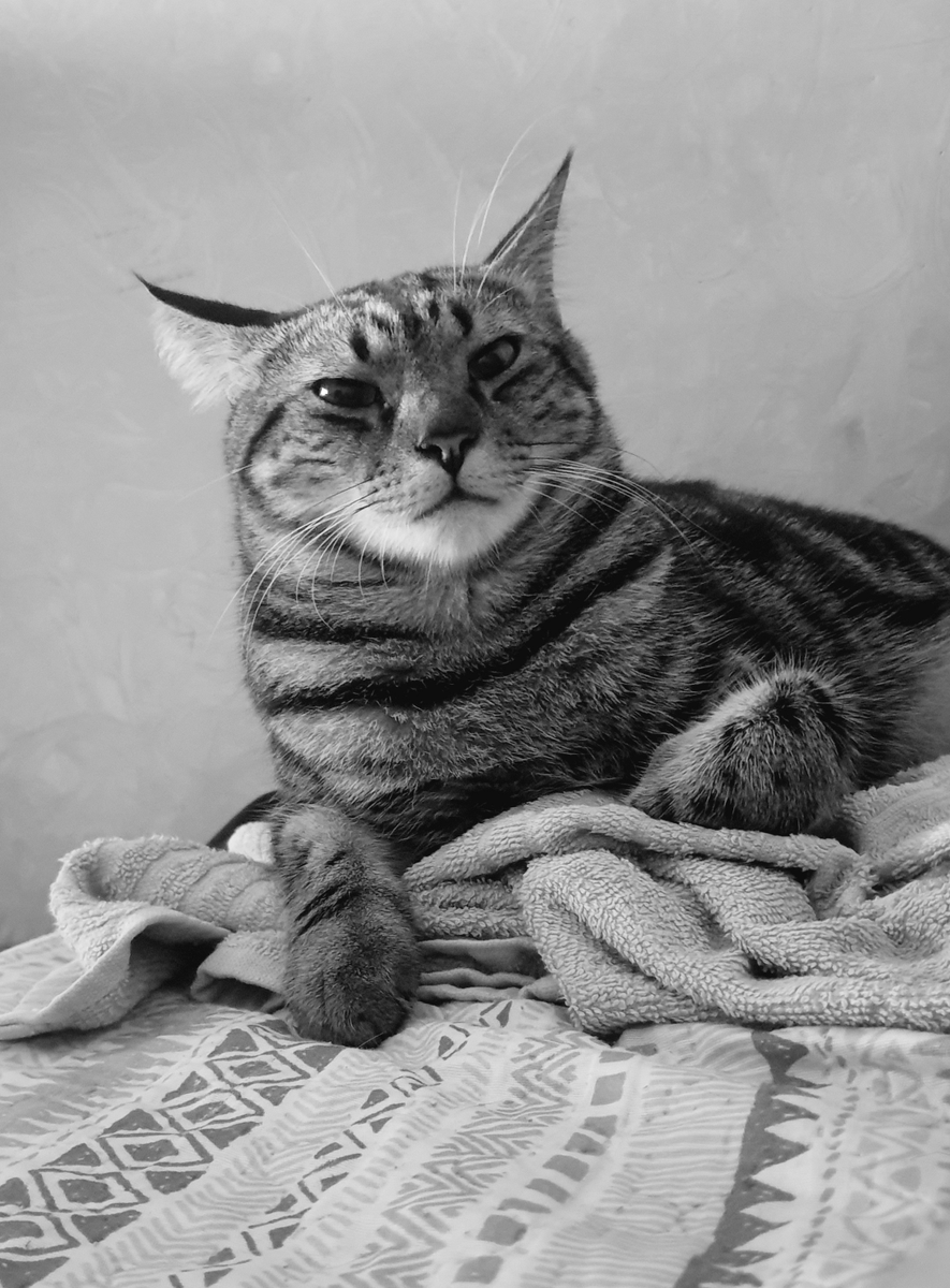 creativephil75's tweet image. Trittico merlinese. #merlino #gattino