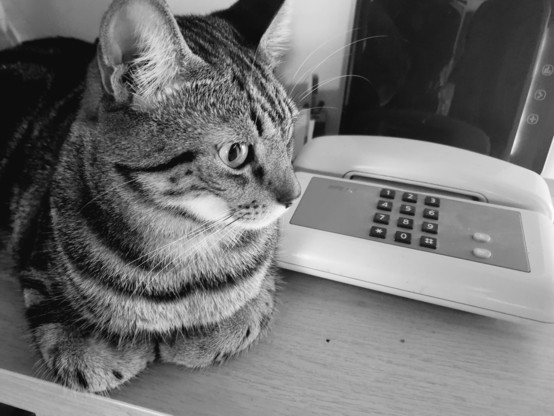 creativephil75's tweet image. Trittico merlinese. #merlino #gattino