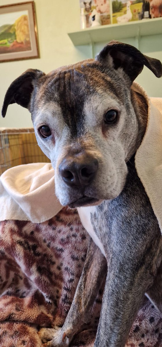 TEARJERKER, PLEASE SHARE ,URGENT PALLIATIVE FOSTER HOME NEEDED FOR RIO, LIVERPOOL #UK   Please share wherever you are, let's not let Rio pass away in a rescue shelter.  Aged 8, he has been there, waiting for a home for 7 years !!!! 💔 freshfields.org.uk/animals/rio-2/  Rio is a beautiful