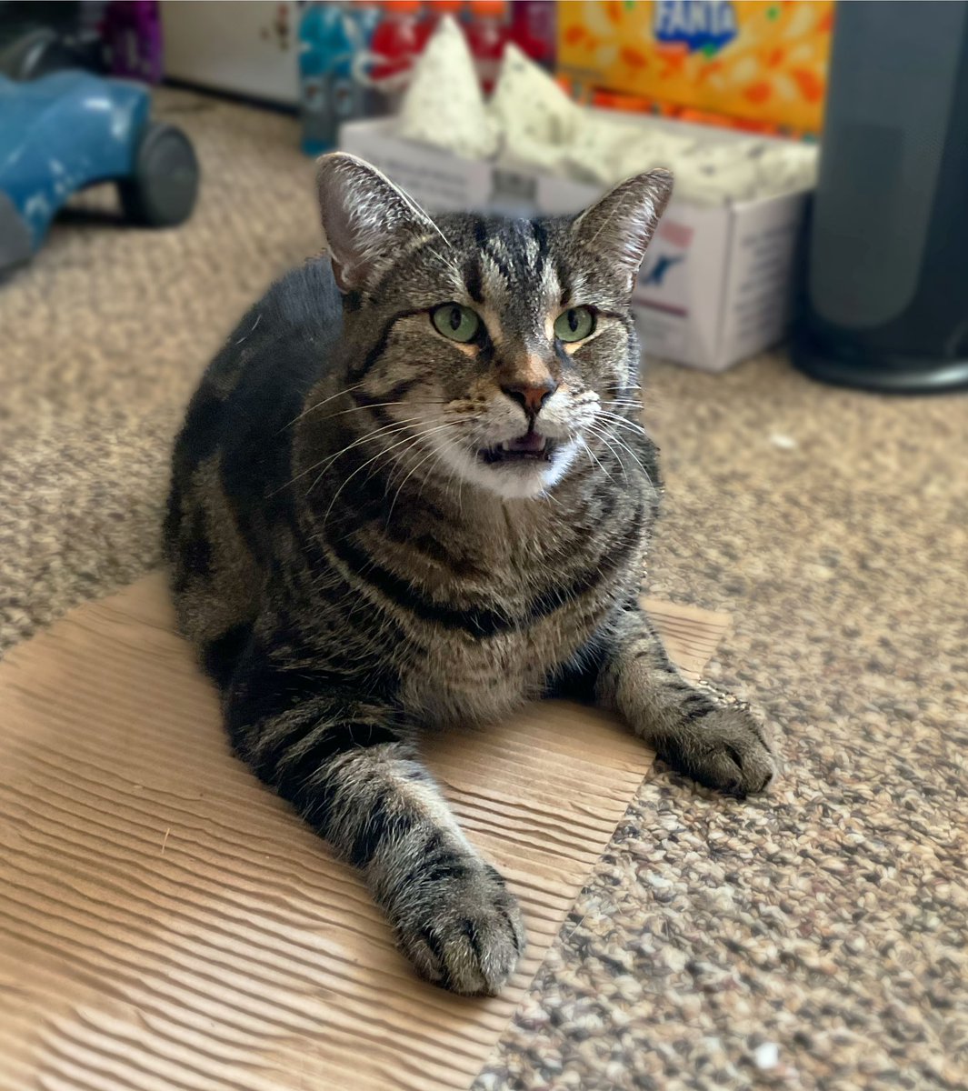 I can’t throw out this scrap of cardboard because Revel is living on it.

Gallivant takes turns on it too.

They can sense that I think it’s trash. So naturally they love it.