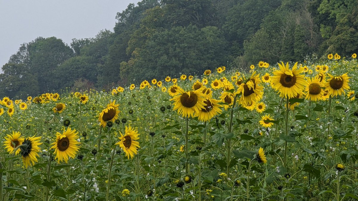 LedburyGas's tweet image. Class afternoon mooching about in the woods. Feeling blessed that I didn't go to Peterborough. #UpTheWoods #UpTheGas