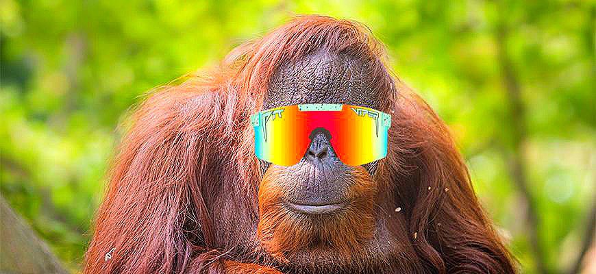 ambitiousflip's tweet photo. @Poe_Ether @CrashiusClay69 $Amber| The Pointing Orangutan 🫵🏽🦧
would say’ follow the money 

Ansem wallet looking nice with memes! 

ca: DWNfhFpikybDGg4Xg28gA8Kv2VQ58N9YM2UE5B43pump https://t.co/a5DcccHUmE