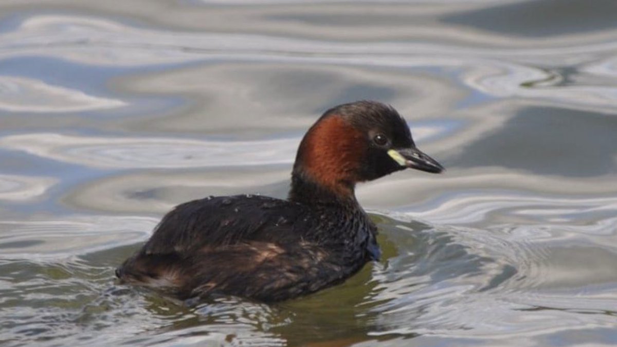 Little grebe <a href="/tatton_park/">Tatton Park</a> today .
