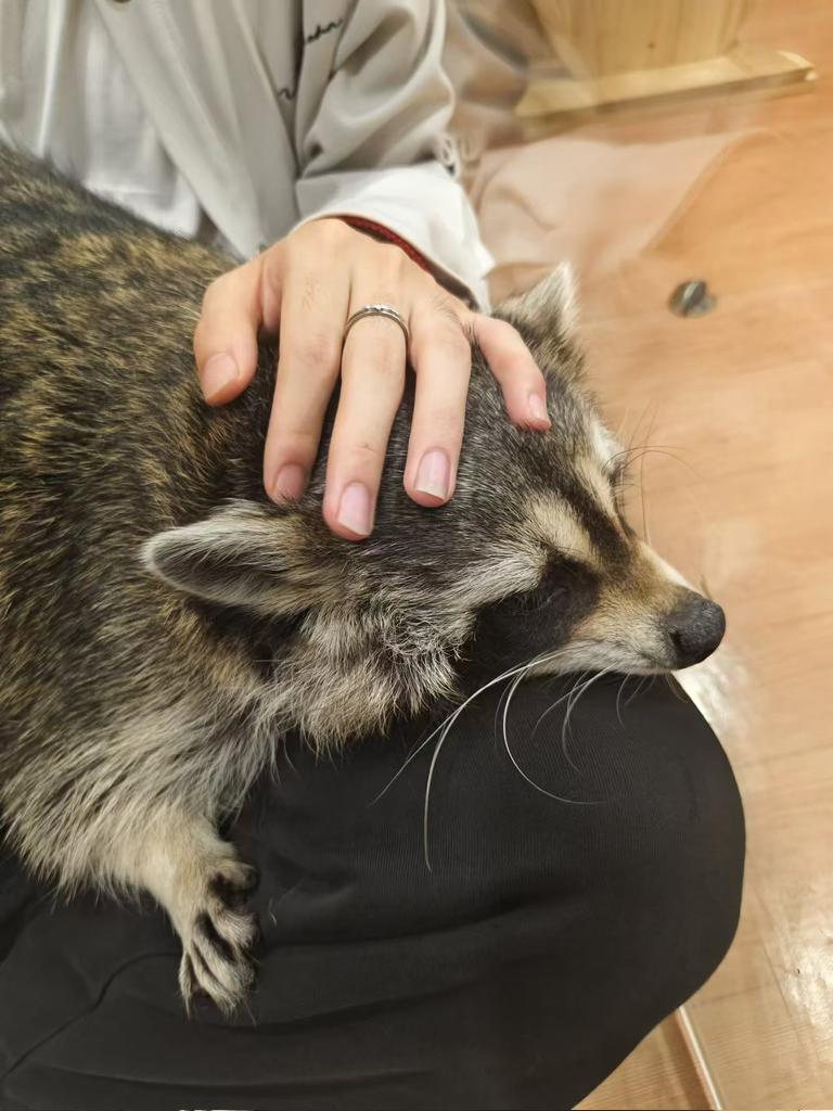 大包干脆面
#异宠