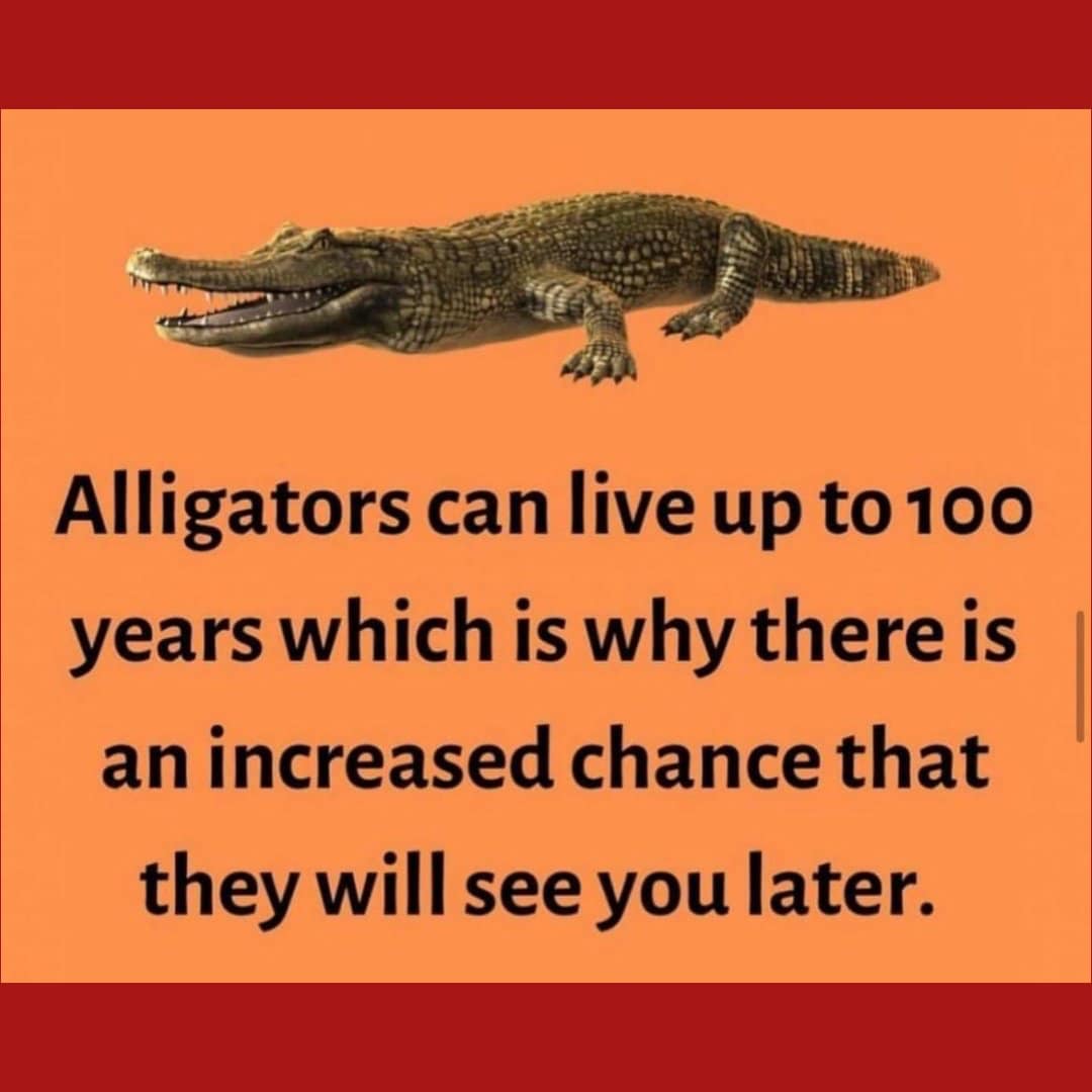 Gators Daily 🐊 (@gatorsdaily) on Twitter photo 