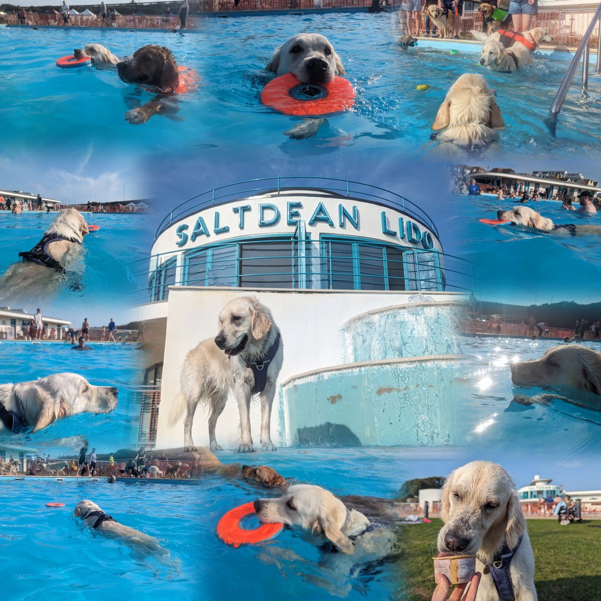 TheWordOfErynn's tweet photo. Niamh had an AMAZING time at the #Dogtember #Saltdeanlido golden retriever session today! We swam in the warm water together and she was such a good good girl. Very proud of my baby one 💦💧🌊😍 https://t.co/1B4qFMqa2s