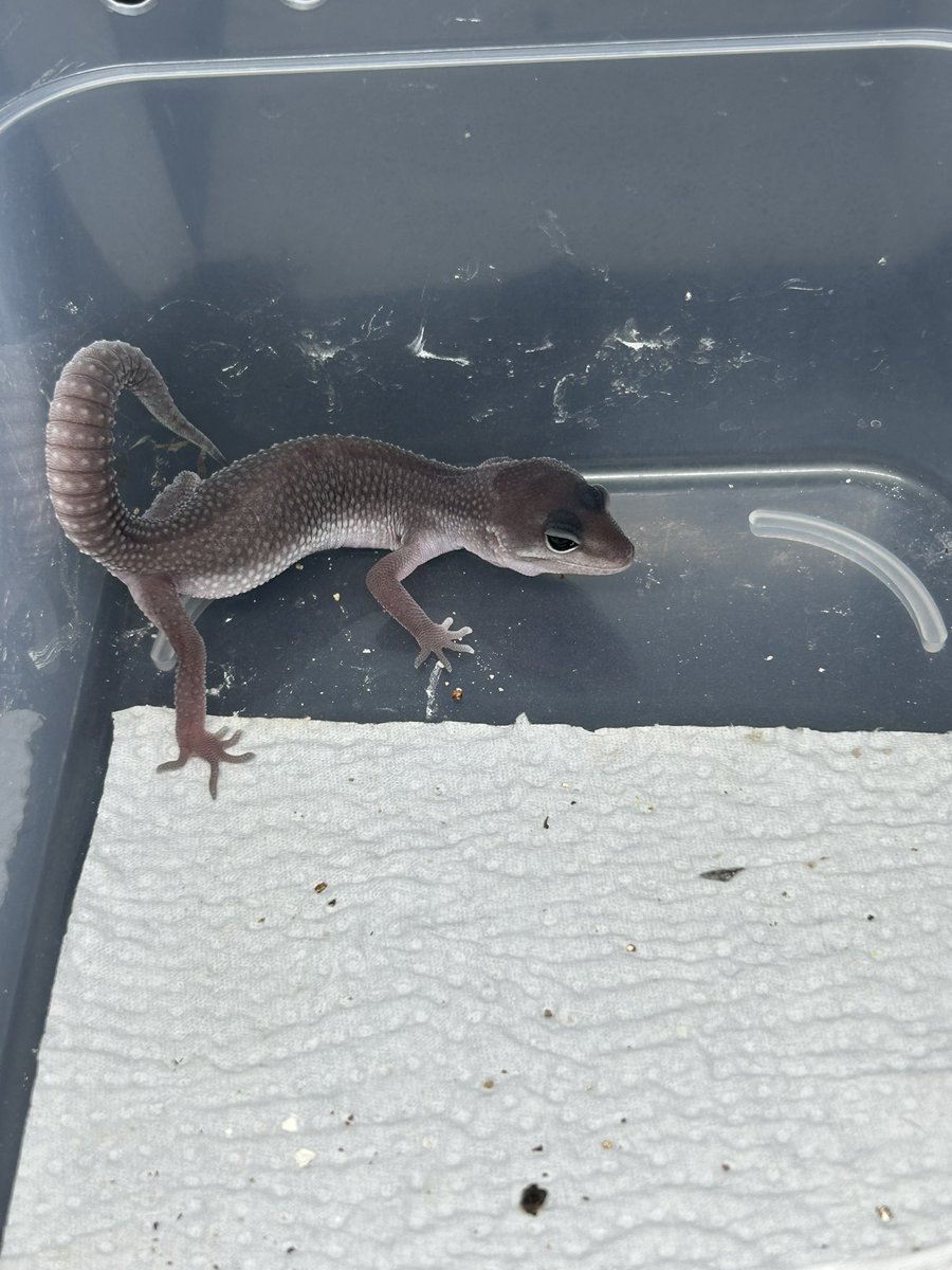 FsGecko's tweet image. 👈が👉
ケースの白いのはカルシウムです😅
 #爬虫類好きと繋がりたい   #爬虫類 #レオパ  #レオパードゲッコー  #ヒョウモントカゲモドキ  #繁殖 #長崎
