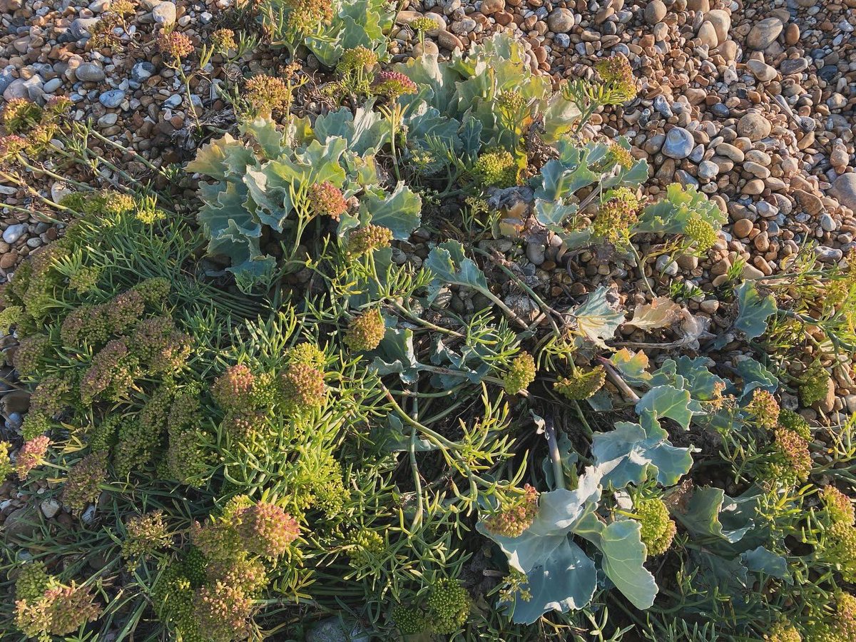 #Dungeness #blueskies #prospectcottage #rocksamphire #sogood