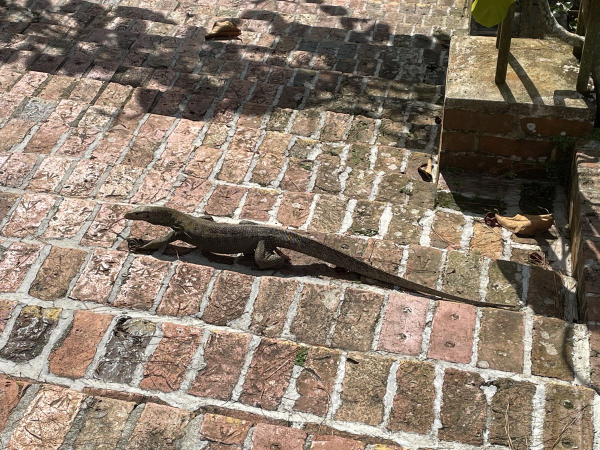 Alex Dresner tweet media