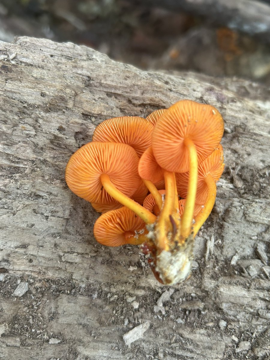 Essau1969's tweet image. #Saturday ☕️🍄 #Foray #Weekend Get outside!! LFG!!!!!!!!! #SaturdayFun