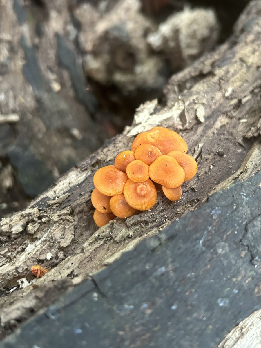 Essau1969's tweet image. #Saturday ☕️🍄 #Foray #Weekend Get outside!! LFG!!!!!!!!! #SaturdayFun