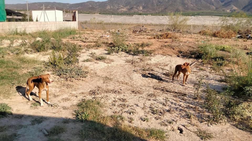 Loads of new dogs to introduce. Let’s start with Pumpkin and Leafy ❤️
They were living on the streets and sadly one got hit by a car and left with a broken leg. They are sisters around 10mths old. 
Both scared but we think it won’t take long to come around ❤️