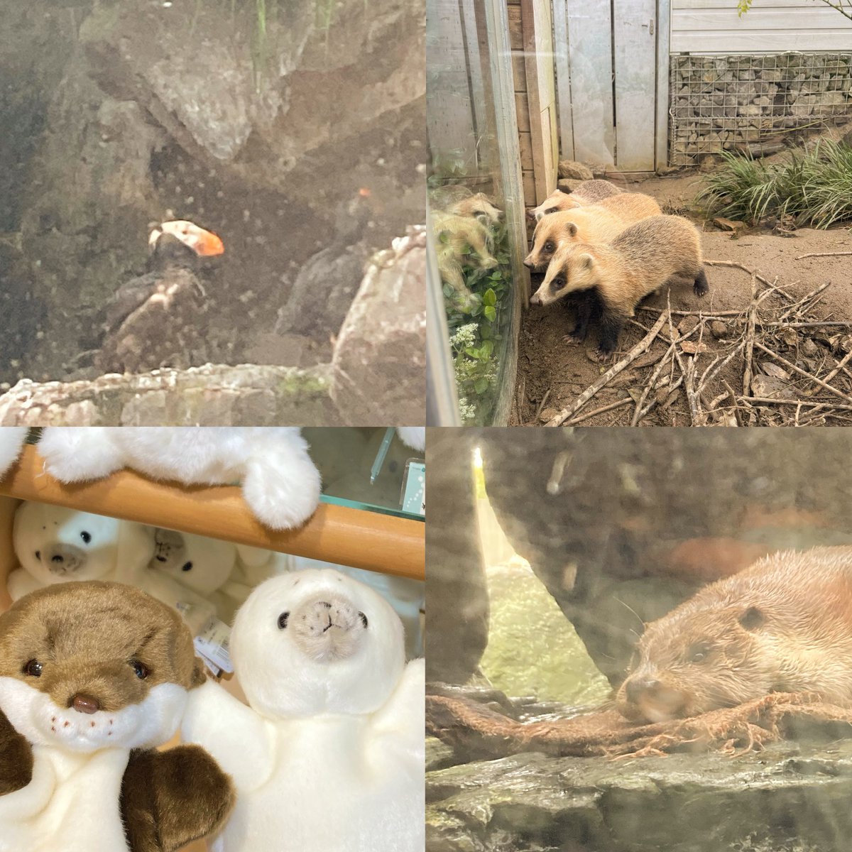 _____31s2__'s tweet photo. ⁡
水族館行ってきたけど撮った写真が動物園っぽい🎞️
⁡
#日常垢 #日常垢さんと繋がりたい https://t.co/zWEUaKULyz