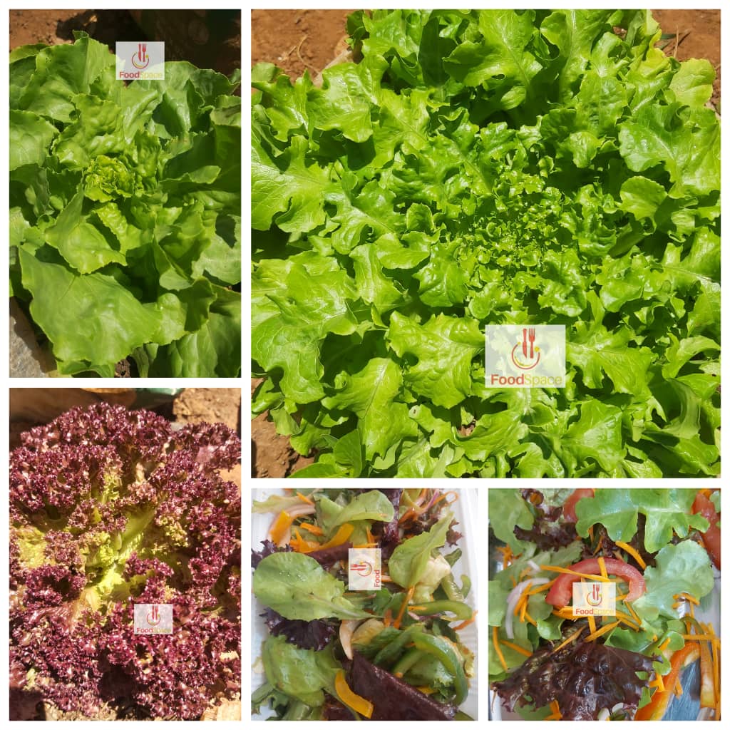 Frozen snacks for school k6000 for 10, Lettuce F3 K1000, F4 mixed leaf pack K1000 Area 47 sector 4 on 0887341961