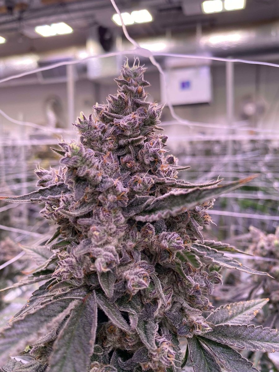 LoupeyGardener's tweet photo. This weeks giveaway from @ForceofNatureCA is 

PINK CERTZ X GRAPE CRINKLEBERRY feminized.

*Follow @LoupeyGardener and @ForceofNatureCA 

* USA only

*Like and Retweet.

*No need to tag anyone this round instead comment your favorite strain of smoke. 

*Ends on Wednesday

Pics and description from various strain searches.

Breeders cut of Pink Certz (The Menthol x Grape Gas) crossed to my Grape Crinkleberry feminized autoflower - these produce 'fast' photo feminized seeds
https://t.co/ViG9FiILof
Pink Certz is a weed strain bred by Compound Genetics. It's a cross of The Menthol and Grape Gasoline. A Pink Certz from Sense SF won the Transbay Challenge cannabis contest in 2022 in San Francisco. Pink Certz smells like minty grapes and fuel.

This bud has beautiful fat and fluffy heart-shaped bright neon green nugs with vibrant golden undertones, thin pink-orange hairs and a coating of frosty, golden-pink tinted crystal trichomes. As you pull apart each sparkling little nugget, aromas of sweet fruity berries, spicy dank overtone that intensifies the more that you toke. The flavor is very sweet and fruity with a berry grape overtone accented by fresh frosty mint and spicy herbs. The Pink Certz high will hit you in the head first, rushing through with an energizing euphoria that's accompanied with a boost in creativity and motivation. You'll feel lightly focused in this state, ready to get to work if needed. A soft physical high accompanies this heady lift, helping you to feel settled in body while your mind intensifies. 

Grape Crinkleberry is from Mephisto. 
Description from seedfinder. 
Auto Grape Crinkle is another of Mephisto Seeds' Artisanal automatic strains and one which was long in development. It is a 3-way cross between Canadian Crinkle Cut x Supernatural (Exotic Genetix) x Ripley's OG.

The original aim of Grape Crinkle was to produce a mould-resistant marijuana strain for outdoor cultivation in less than perfect conditions. Now an F5 strain the preceding generations enabled selections of the very best plants resulting in what is now said to be "an extract artists wet dream" such is its trichome production. Its Hash Plant origins have possibly found their ultimate auto-flowering expression with grapey terpenes to match.

Initial vegetative growth is fast and open-structured with quite wide inter-nodal distances. Trichome production begins almost immediately that the plants switch into flowering mode. Some plants develop a fat and bulbous main bud and smaller side-branches also sport a fat bud on the end. This short, 70% indica strain is best grown indoors at a density of 12 to the 1.2m2 in pots of 15 litres where the best crop yields will be obtained. Individual plants produce around 40 - 75 gr. each in a time of 55 - 65 days from the seedling stage. With cooler nigh-time temperatures purple colourations are produced making this a striking strain.

Manicuring is an absolute breeze and it's even possible to make "rosin" from the larger fan-leaves such is the proliferation of trichomes. Flavours and aromas include mulled (spiced) wine with an "artificial" grape character and floral notes. The effect is soothing and relaxing.