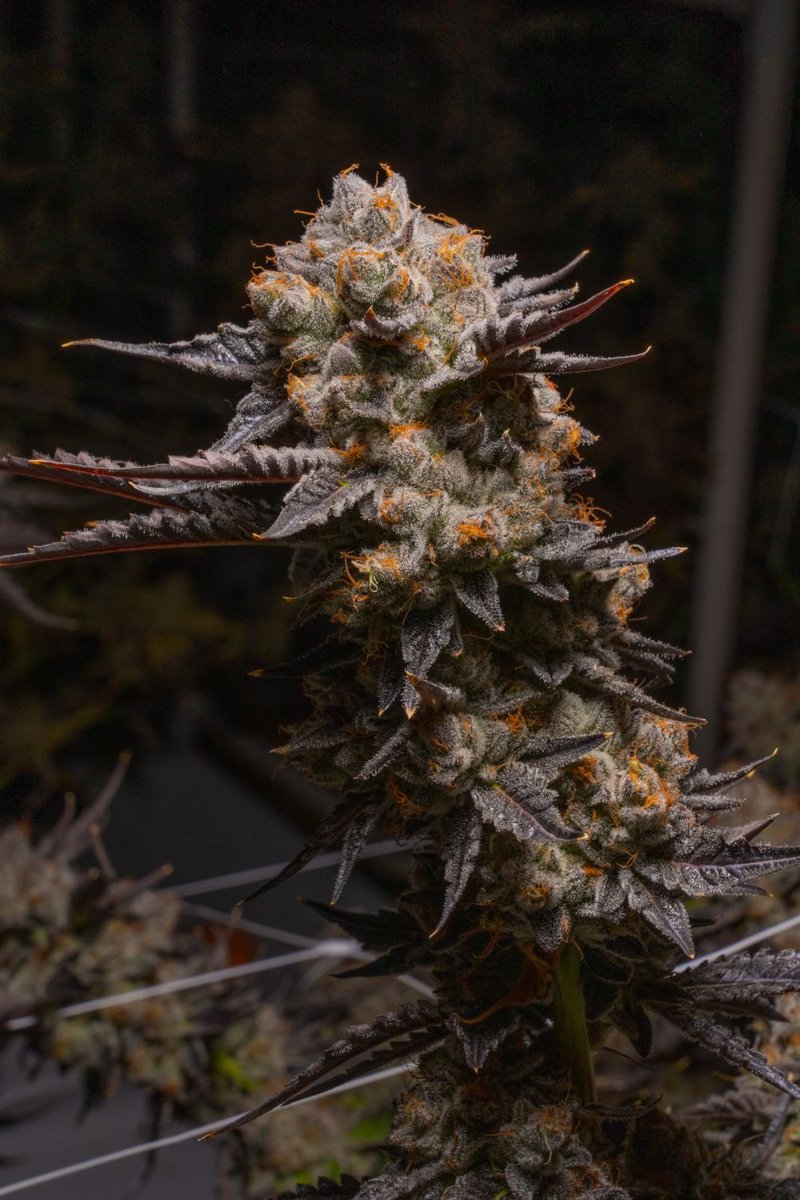 LoupeyGardener's tweet photo. This weeks giveaway from @ForceofNatureCA is 

PINK CERTZ X GRAPE CRINKLEBERRY feminized.

*Follow @LoupeyGardener and @ForceofNatureCA 

* USA only

*Like and Retweet.

*No need to tag anyone this round instead comment your favorite strain of smoke. 

*Ends on Wednesday

Pics and description from various strain searches.

Breeders cut of Pink Certz (The Menthol x Grape Gas) crossed to my Grape Crinkleberry feminized autoflower - these produce 'fast' photo feminized seeds
https://t.co/ViG9FiILof
Pink Certz is a weed strain bred by Compound Genetics. It's a cross of The Menthol and Grape Gasoline. A Pink Certz from Sense SF won the Transbay Challenge cannabis contest in 2022 in San Francisco. Pink Certz smells like minty grapes and fuel.

This bud has beautiful fat and fluffy heart-shaped bright neon green nugs with vibrant golden undertones, thin pink-orange hairs and a coating of frosty, golden-pink tinted crystal trichomes. As you pull apart each sparkling little nugget, aromas of sweet fruity berries, spicy dank overtone that intensifies the more that you toke. The flavor is very sweet and fruity with a berry grape overtone accented by fresh frosty mint and spicy herbs. The Pink Certz high will hit you in the head first, rushing through with an energizing euphoria that's accompanied with a boost in creativity and motivation. You'll feel lightly focused in this state, ready to get to work if needed. A soft physical high accompanies this heady lift, helping you to feel settled in body while your mind intensifies. 

Grape Crinkleberry is from Mephisto. 
Description from seedfinder. 
Auto Grape Crinkle is another of Mephisto Seeds' Artisanal automatic strains and one which was long in development. It is a 3-way cross between Canadian Crinkle Cut x Supernatural (Exotic Genetix) x Ripley's OG.

The original aim of Grape Crinkle was to produce a mould-resistant marijuana strain for outdoor cultivation in less than perfect conditions. Now an F5 strain the preceding generations enabled selections of the very best plants resulting in what is now said to be "an extract artists wet dream" such is its trichome production. Its Hash Plant origins have possibly found their ultimate auto-flowering expression with grapey terpenes to match.

Initial vegetative growth is fast and open-structured with quite wide inter-nodal distances. Trichome production begins almost immediately that the plants switch into flowering mode. Some plants develop a fat and bulbous main bud and smaller side-branches also sport a fat bud on the end. This short, 70% indica strain is best grown indoors at a density of 12 to the 1.2m2 in pots of 15 litres where the best crop yields will be obtained. Individual plants produce around 40 - 75 gr. each in a time of 55 - 65 days from the seedling stage. With cooler nigh-time temperatures purple colourations are produced making this a striking strain.

Manicuring is an absolute breeze and it's even possible to make "rosin" from the larger fan-leaves such is the proliferation of trichomes. Flavours and aromas include mulled (spiced) wine with an "artificial" grape character and floral notes. The effect is soothing and relaxing.