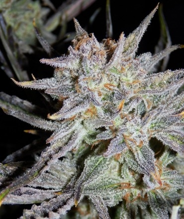 LoupeyGardener's tweet photo. This weeks giveaway from @ForceofNatureCA is 

PINK CERTZ X GRAPE CRINKLEBERRY feminized.

*Follow @LoupeyGardener and @ForceofNatureCA 

* USA only

*Like and Retweet.

*No need to tag anyone this round instead comment your favorite strain of smoke. 

*Ends on Wednesday

Pics and description from various strain searches.

Breeders cut of Pink Certz (The Menthol x Grape Gas) crossed to my Grape Crinkleberry feminized autoflower - these produce 'fast' photo feminized seeds
https://t.co/ViG9FiILof
Pink Certz is a weed strain bred by Compound Genetics. It's a cross of The Menthol and Grape Gasoline. A Pink Certz from Sense SF won the Transbay Challenge cannabis contest in 2022 in San Francisco. Pink Certz smells like minty grapes and fuel.

This bud has beautiful fat and fluffy heart-shaped bright neon green nugs with vibrant golden undertones, thin pink-orange hairs and a coating of frosty, golden-pink tinted crystal trichomes. As you pull apart each sparkling little nugget, aromas of sweet fruity berries, spicy dank overtone that intensifies the more that you toke. The flavor is very sweet and fruity with a berry grape overtone accented by fresh frosty mint and spicy herbs. The Pink Certz high will hit you in the head first, rushing through with an energizing euphoria that's accompanied with a boost in creativity and motivation. You'll feel lightly focused in this state, ready to get to work if needed. A soft physical high accompanies this heady lift, helping you to feel settled in body while your mind intensifies. 

Grape Crinkleberry is from Mephisto. 
Description from seedfinder. 
Auto Grape Crinkle is another of Mephisto Seeds' Artisanal automatic strains and one which was long in development. It is a 3-way cross between Canadian Crinkle Cut x Supernatural (Exotic Genetix) x Ripley's OG.

The original aim of Grape Crinkle was to produce a mould-resistant marijuana strain for outdoor cultivation in less than perfect conditions. Now an F5 strain the preceding generations enabled selections of the very best plants resulting in what is now said to be "an extract artists wet dream" such is its trichome production. Its Hash Plant origins have possibly found their ultimate auto-flowering expression with grapey terpenes to match.

Initial vegetative growth is fast and open-structured with quite wide inter-nodal distances. Trichome production begins almost immediately that the plants switch into flowering mode. Some plants develop a fat and bulbous main bud and smaller side-branches also sport a fat bud on the end. This short, 70% indica strain is best grown indoors at a density of 12 to the 1.2m2 in pots of 15 litres where the best crop yields will be obtained. Individual plants produce around 40 - 75 gr. each in a time of 55 - 65 days from the seedling stage. With cooler nigh-time temperatures purple colourations are produced making this a striking strain.

Manicuring is an absolute breeze and it's even possible to make "rosin" from the larger fan-leaves such is the proliferation of trichomes. Flavours and aromas include mulled (spiced) wine with an "artificial" grape character and floral notes. The effect is soothing and relaxing.