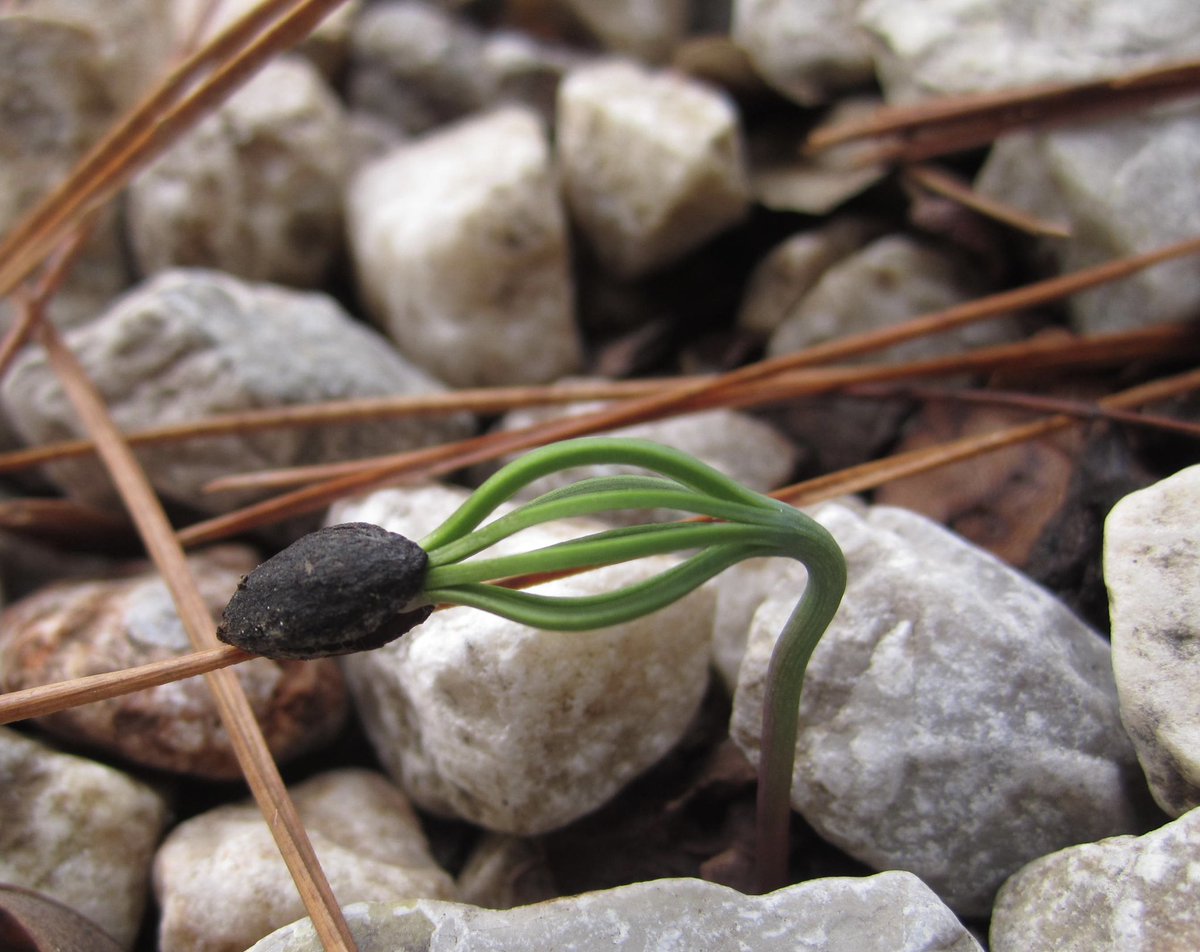 Nature is in a constant state of renewal 🌱 💚 #pine #pinus