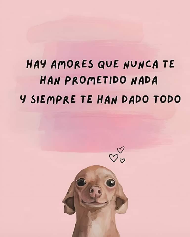 VIBRAmascotas's tweet photo. #cuidalos #respetalos #protegelos #rt #BuenosDiasATodos https://t.co/sZGEYhMi7r