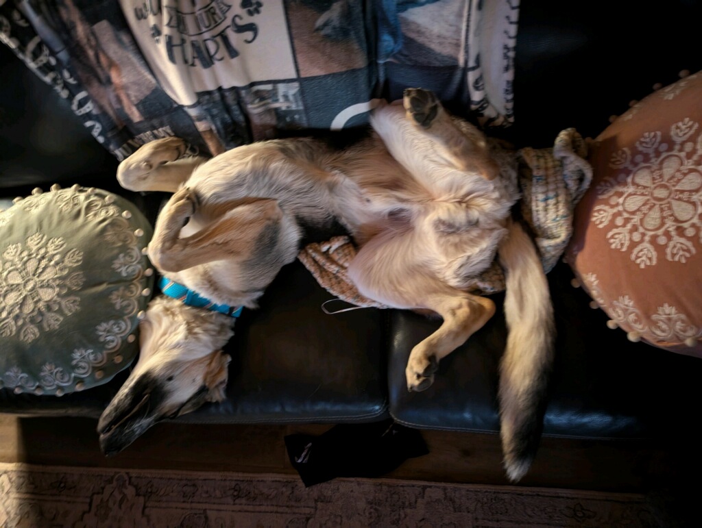 RanchEmu's tweet photo. Easy like Saturday morning! 📷Yvonne's 6-month-old shepherd kept her company while she was reading the bible and Greyci as a beached whale after a large meal!
#montanaemuranch #ranchlife #ranchlifestyle #pets #dogs #cats #ranchanimals #montanamoment https://t.co/TRgKTyoVgk