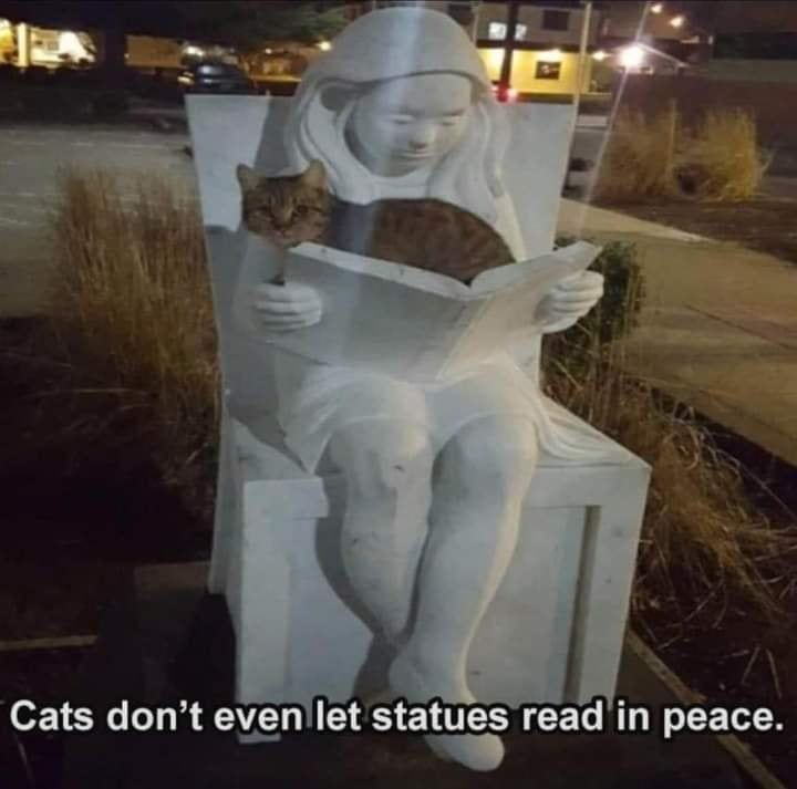 Cats and Kittens (@catsnkittys) on Twitter photo 