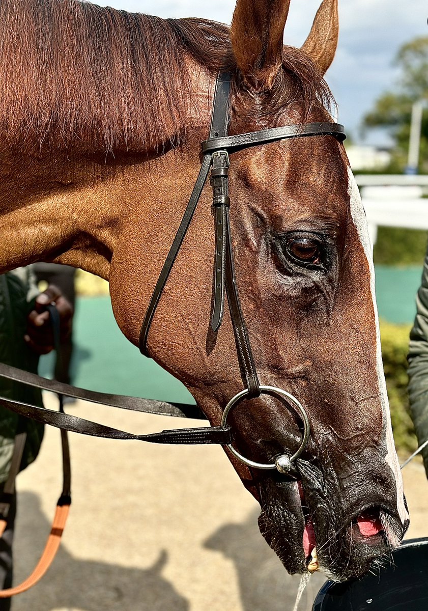 MCYeeehaaa's tweet photo. Goodbye Not So Sleepy. What a good guy. @TomMarquand @NewburyRacing @AtTheRaces 🙏🙏🙏 Have a Yeeehaaa! 🏇💪 https://t.co/31URtRwBff