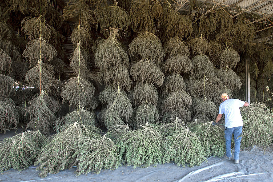Workers unload hemp plants during their harvest 

#Mmemberville #marijuana #weedlovers #thc
