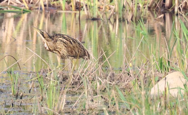 🐻Nature&wildlife 🦔 tweet media