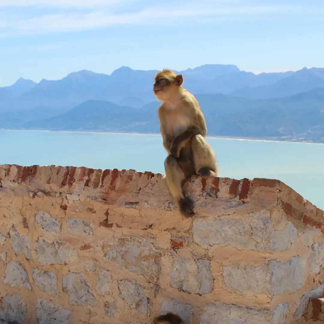KABYLIEDZ's tweet photo. Yemma Gouraya, sur les hauteurs de Béjaïa. Plusieurs singes vivent en harmonie dans ce cadre enchanteur. De cet endroit, on peut admirer une vue sur la ville et le golfe de Béjaïa. https://t.co/WOp6bfCeKV