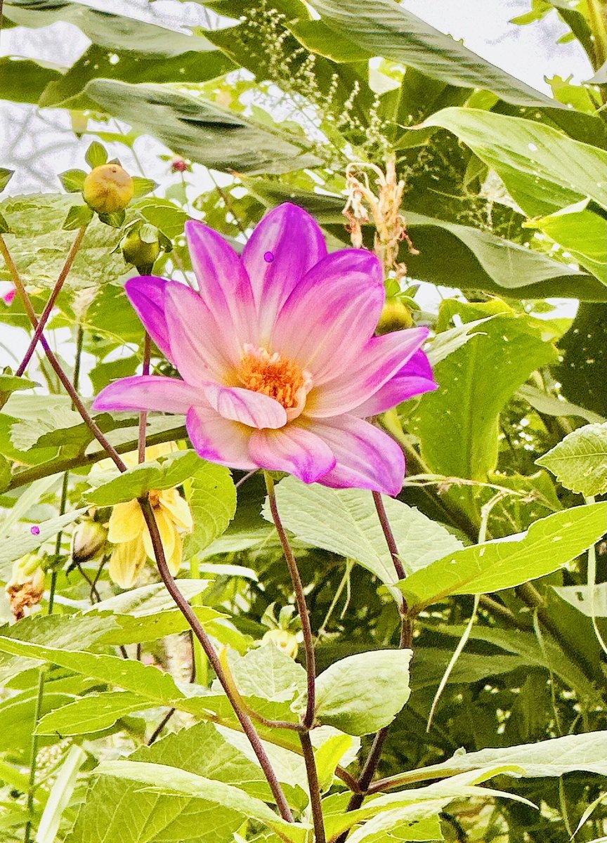 sayantani8's tweet photo. Love is the flower you've got to let grow...
#kasauli #himachal #day2 #flowervally #flowerlover
#travelgram #muchawaitedholiday #prepujaholidays #travelstory #solotraveller #travelphotography #traveladdict
@Cleartrip https://t.co/kE1rHYMH5o