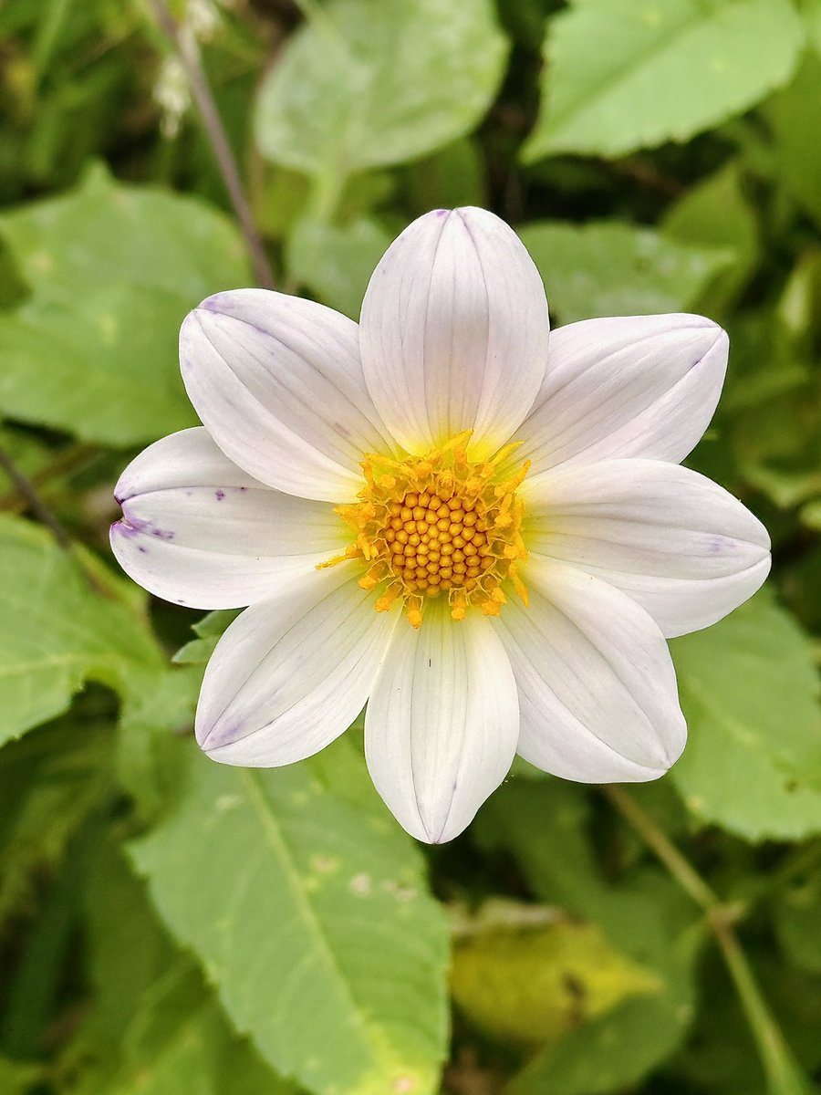 sayantani8's tweet photo. Love is the flower you've got to let grow...
#kasauli #himachal #day2 #flowervally #flowerlover
#travelgram #muchawaitedholiday #prepujaholidays #travelstory #solotraveller #travelphotography #traveladdict
@Cleartrip https://t.co/kE1rHYMH5o