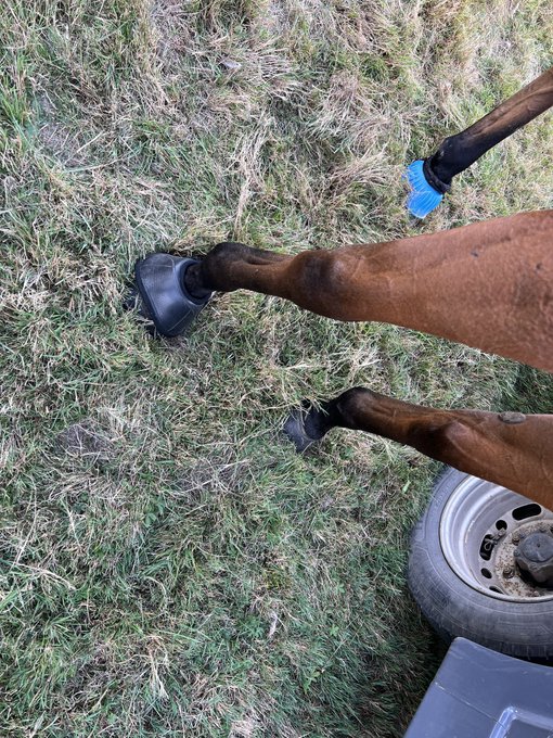 So, today, Grace lost an overreach boot and My chaps are degrading from overuse..  Which Equestrian loving<a href="/tag/equestrienne"class="tags"><span>#equestrienne</span></a><a href="/tag/equestrianfetish"class="tags"><span>#equestrianfetish</span></a>