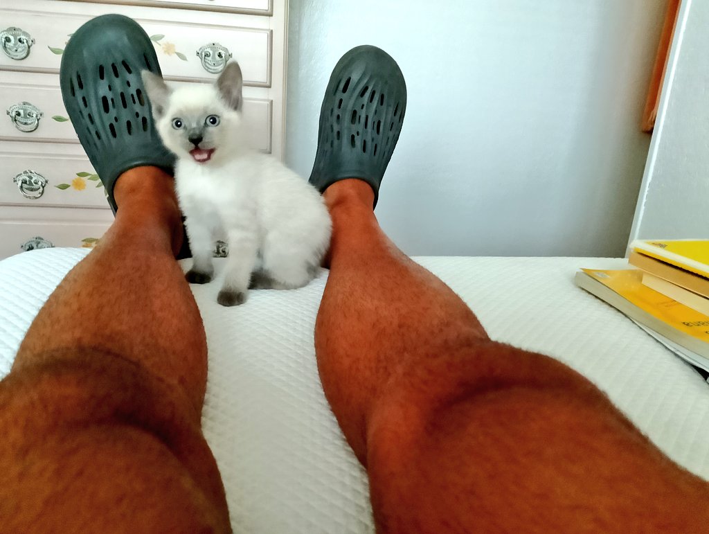 VlezLui's tweet photo. Mi Vega 😽
#Gatetes
#Mininos
#cats
#felinos
🐱🐱 https://t.co/JPjck1jyl4