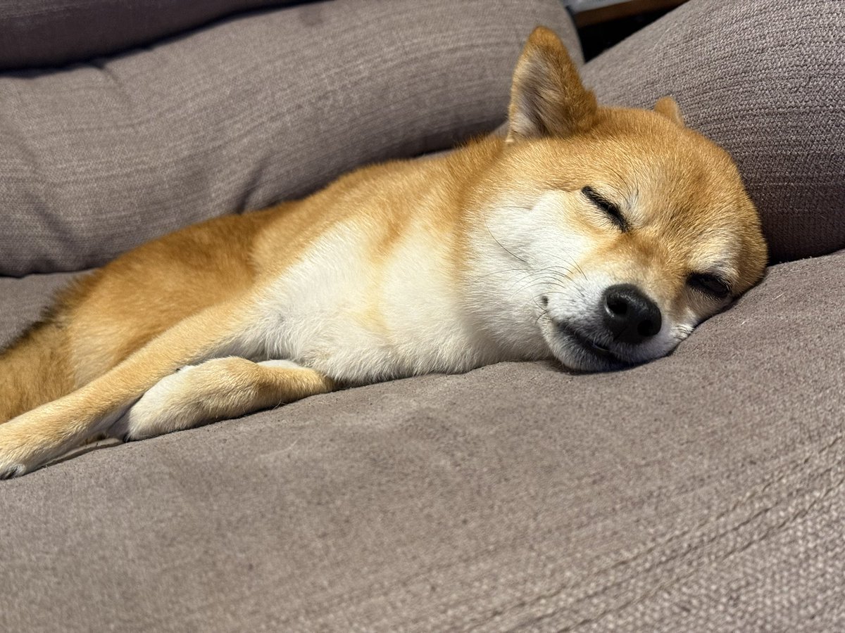 さっくん (@sakkun1205) / Posts / X