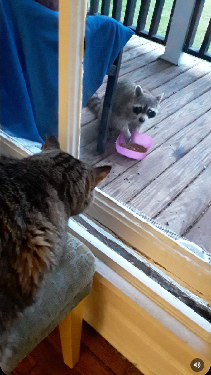 Planet Shark Productions (@planetshark) on Twitter photo π» Happy #Caturday! Please wish my beloved #cat Ezzie a happy 6th birthday! πΎβ€οΈπ₯³ <a href="/jeffsheehan/">Jeff Sheehan Author | Mktg Consultant | Speaker</a> <a href="/libbytalks/">Libby Baker Sweiger</a> <a href="/ModelCarolAlt/">Carol Alt</a> <a href="/TidyCats/">Tidy Cats</a> <a href="/tripletsfan19/">Rick</a> <a href="/meowmix/">Meow Mix</a> <a href="/AnimalPlanet/">Animal Planet</a> <a href="/gigirules7/">Regina Spacola</a> <a href="/MarktheSpaman/">Mark A. McKenney</a> <a href="/elonmusk/">Elon Musk</a> <a href="/PostsOfCats/">Posts Of Cats</a> <a href="/petsweheart/">Pets We Heart</a> <a href="/PEOPLEPets/">People Pets</a> <a href="/animalsavemvmt/">Animal Save Movement</a> #AdoptDontShop π π» Happy #Caturday! Please wish my beloved #cat Ezzie a happy 6th birthday! πΎβ€οΈπ₯³ <a href="/jeffsheehan/">Jeff Sheehan Author | Mktg Consultant | Speaker</a> <a href="/libbytalks/">Libby Baker Sweiger</a> <a href="/ModelCarolAlt/">Carol Alt</a> <a href="/TidyCats/">Tidy Cats</a> <a href="/tripletsfan19/">Rick</a> <a href="/meowmix/">Meow Mix</a> <a href="/AnimalPlanet/">Animal Planet</a> <a href="/gigirules7/">Regina Spacola</a> <a href="/MarktheSpaman/">Mark A. McKenney</a> <a href="/elonmusk/">Elon Musk</a> <a href="/PostsOfCats/">Posts Of Cats</a> <a href="/petsweheart/">Pets We Heart</a> <a href="/PEOPLEPets/">People Pets</a> <a href="/animalsavemvmt/">Animal Save Movement</a> #AdoptDontShop π