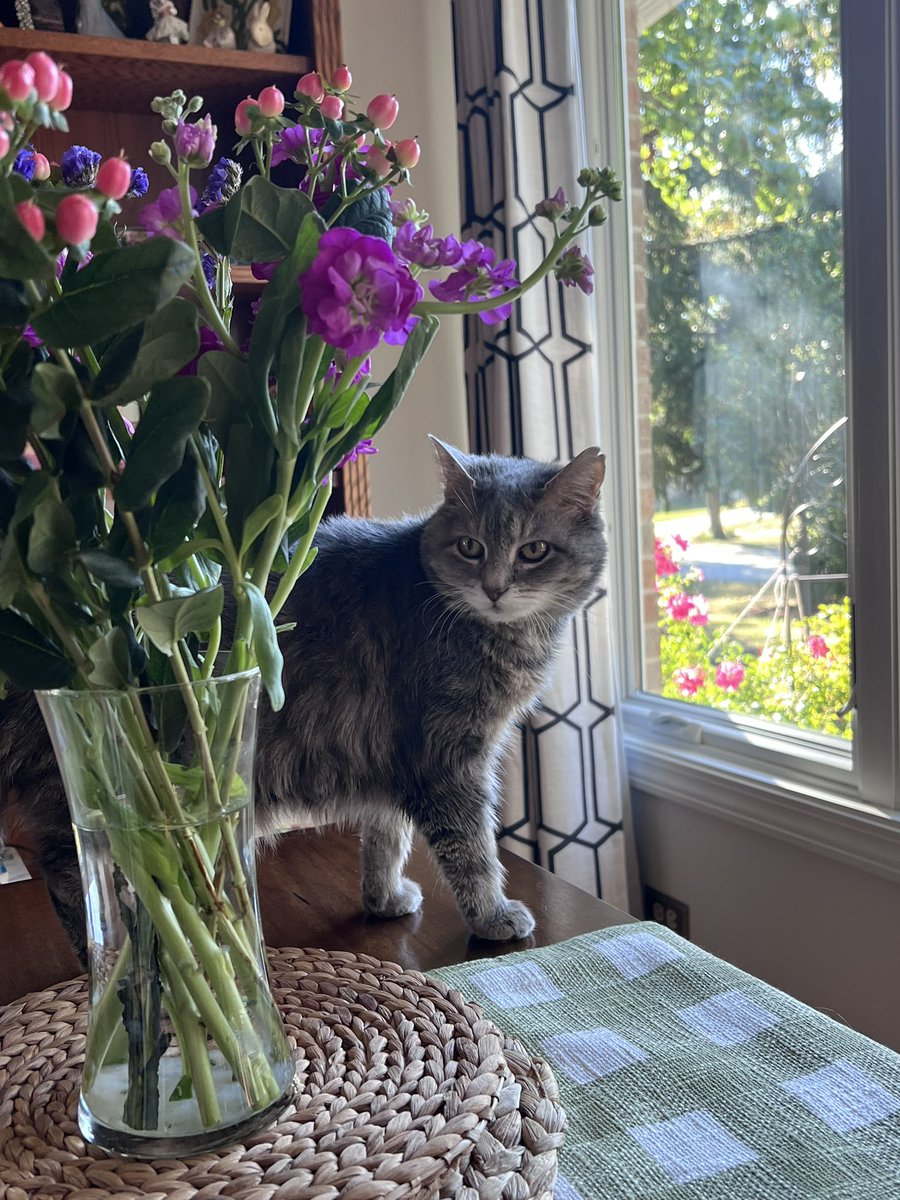 jenestoner's tweet photo. Happy Caturday! https://t.co/uaE699gxxy