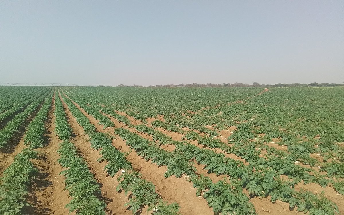 Knowing what to influence from early on. LAI, LAD, rooting &amp; rapid establishment is key. Goal during early establishment is to promote a big leaf size as the leaf becomes the sole source of food &amp; a deep root system. Canopy size 🤝 Final DM 90ha processing potato crop in Bromley