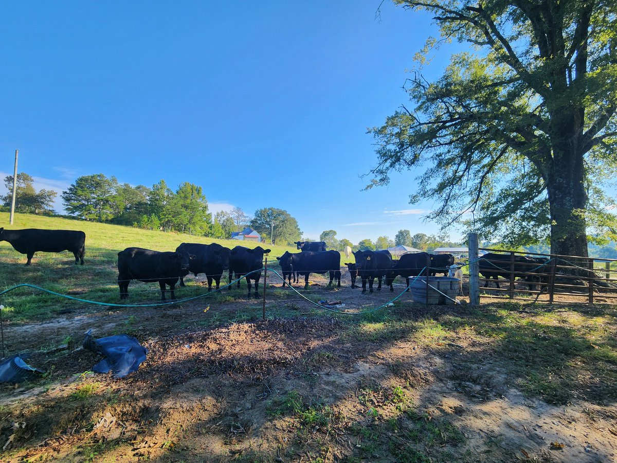 seekrye's tweet photo. Saturday morning meeting of the board. @spann @BeefUSA #beefitswhatsfordinner #bamabeef https://t.co/oUc83xCT4v