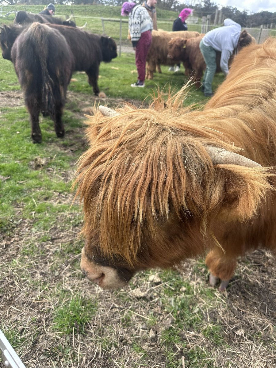 TrashPrincessBB's tweet photo. Cows https://t.co/zANRrmV9dx