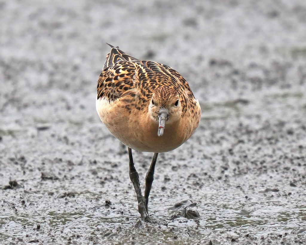 Christopher Bill (@chris65bill) on Twitter photo A couple of Ruff on the Wader lake feeding in front of the Vic Robins hide <a href="/WWTWashington/">WWT Washington</a> A couple of Ruff on the Wader lake feeding in front of the Vic Robins hide <a href="/WWTWashington/">WWT Washington</a>