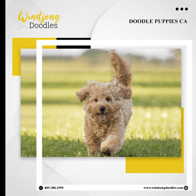 labradoodlemoon's tweet image. Discover the joy of doodle pups in sunny California! Our fluffy friends are ready to bring love and laughter into your home. Find your perfect match today!

bit.ly/3QIHsFD 

#WindsongDoodles #TrainedGoldendoodle #CaliforniaPets #DogTraining