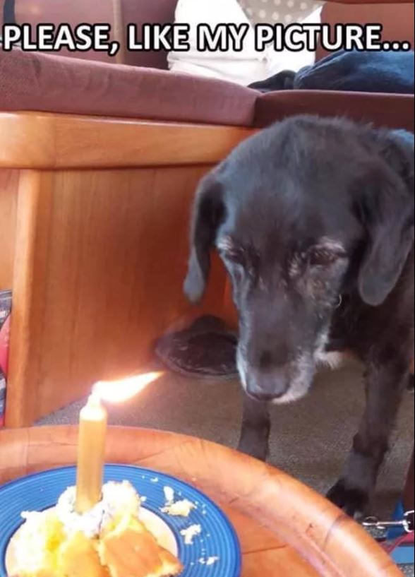 TweeetsOfDogs's tweet photo. Happy 18th birthday Teddi 🎂♥️ https://t.co/nCxsox1wnC