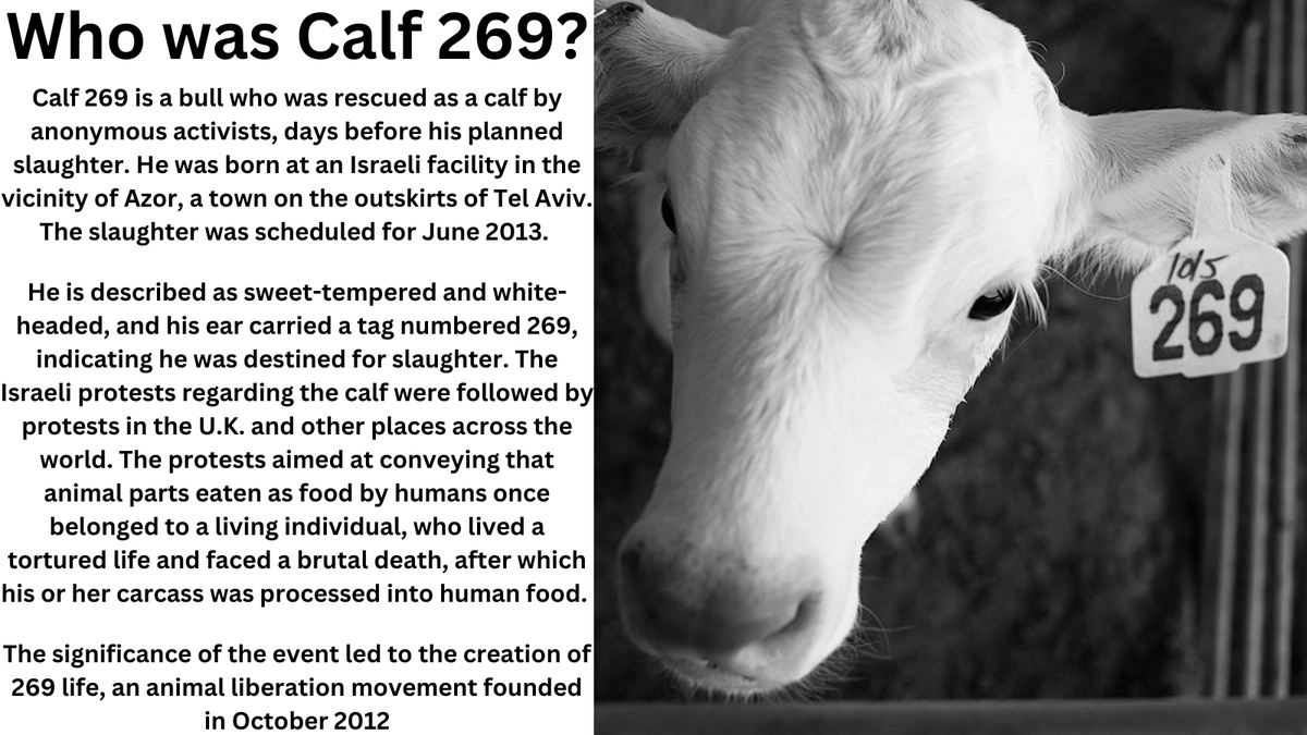PathlessPilgrim's tweet photo. Calf 269 - a little bit of vegan history
#AnimalRights #Calf269 #269life https://t.co/jzRcXyXC8D