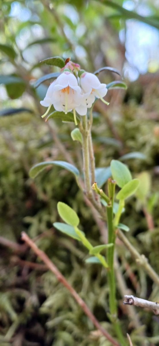 "Jos musta tulee joskus yrittäjä, sä oot syypää. Oot mun yrittäjäidoli." Tämä taiteilijasielu kertoi, että olen rohkea, taitava, tyyni. Kiitos. Olemme usein sokeita juuri sille timanttisimmalle osalle itseämme. Kun se on niin minua. Siis Sinua 💎
#peilaus #yhteys #hyväntahtominen