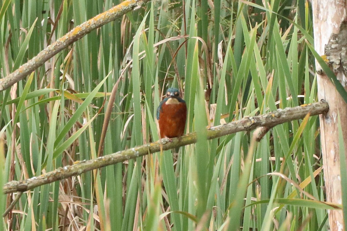 A kingfisher has appeared on the pond for the first time. A brief glimpse earlier in the week but today confirmed as we watched it wait patiently on a branch over the water before diving down to catch a fish (a small roach).