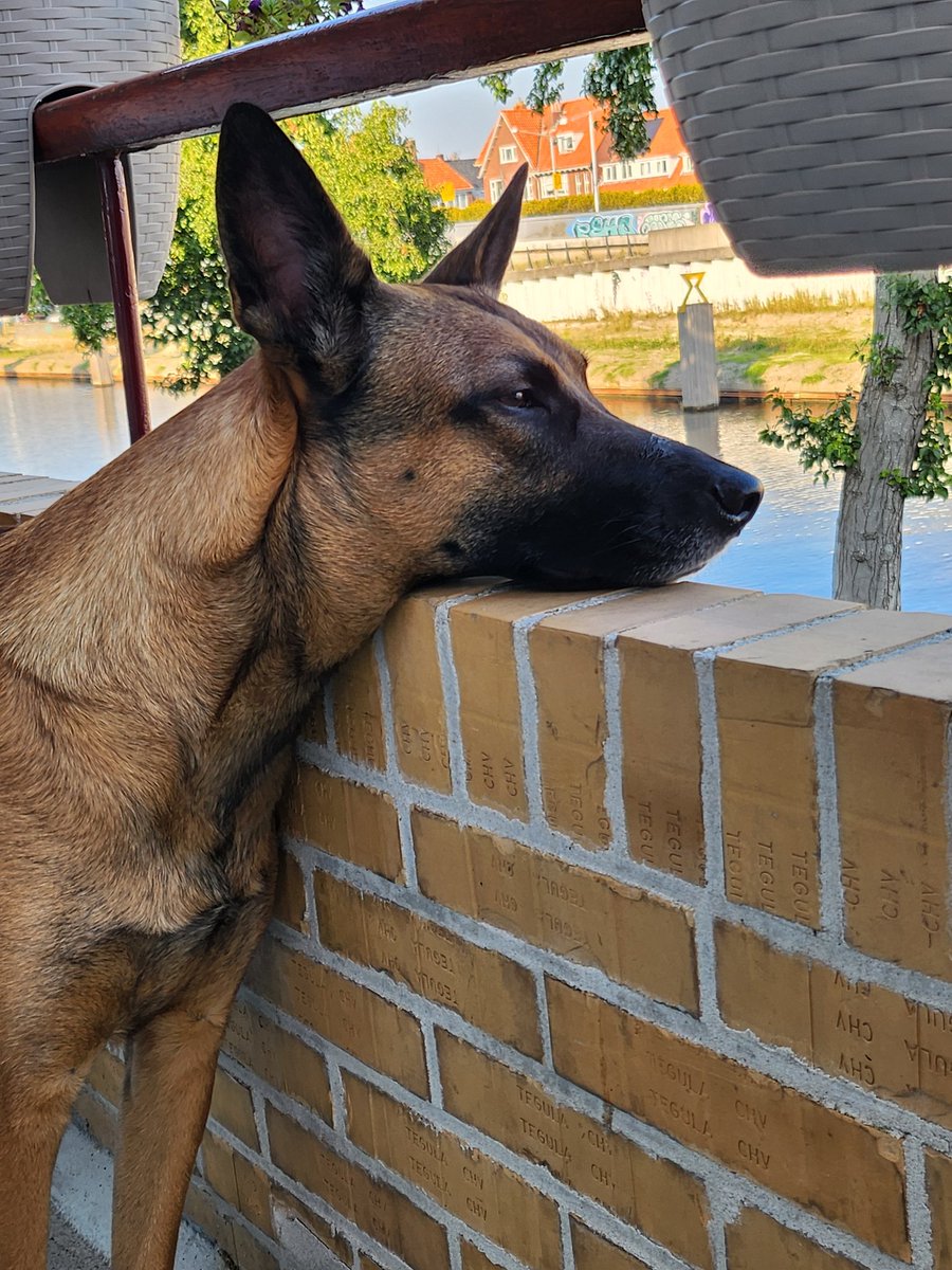 KeiluhuArthur's tweet image. Sometimes it doesn&apos;t take much to be happy..

It&apos;s a sunny day today, went out for a ride, gave my Mali some hugs, and now some BBQ and beers..

What else do we need..

@luncconquers @luna_lover69 @danny_demi_defi @frag_dude 
#LUNC #jurisprotocol