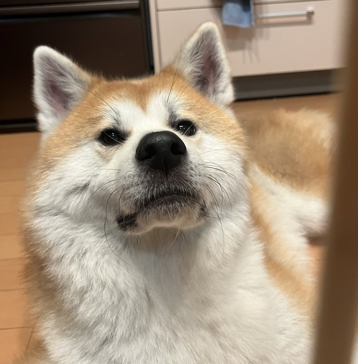 kinako_duffy's tweet photo. お兄ちゃん…

そのめっちゃいい匂いしてるカルボナーラに入ってるベーコン🥓分けてくれるよね、、、？
じーーーー👀

ベーコン待ってます❤️

#秋田犬 #秋田犬がいる暮らし
 #おねだり https://t.co/0yc64c8ULn