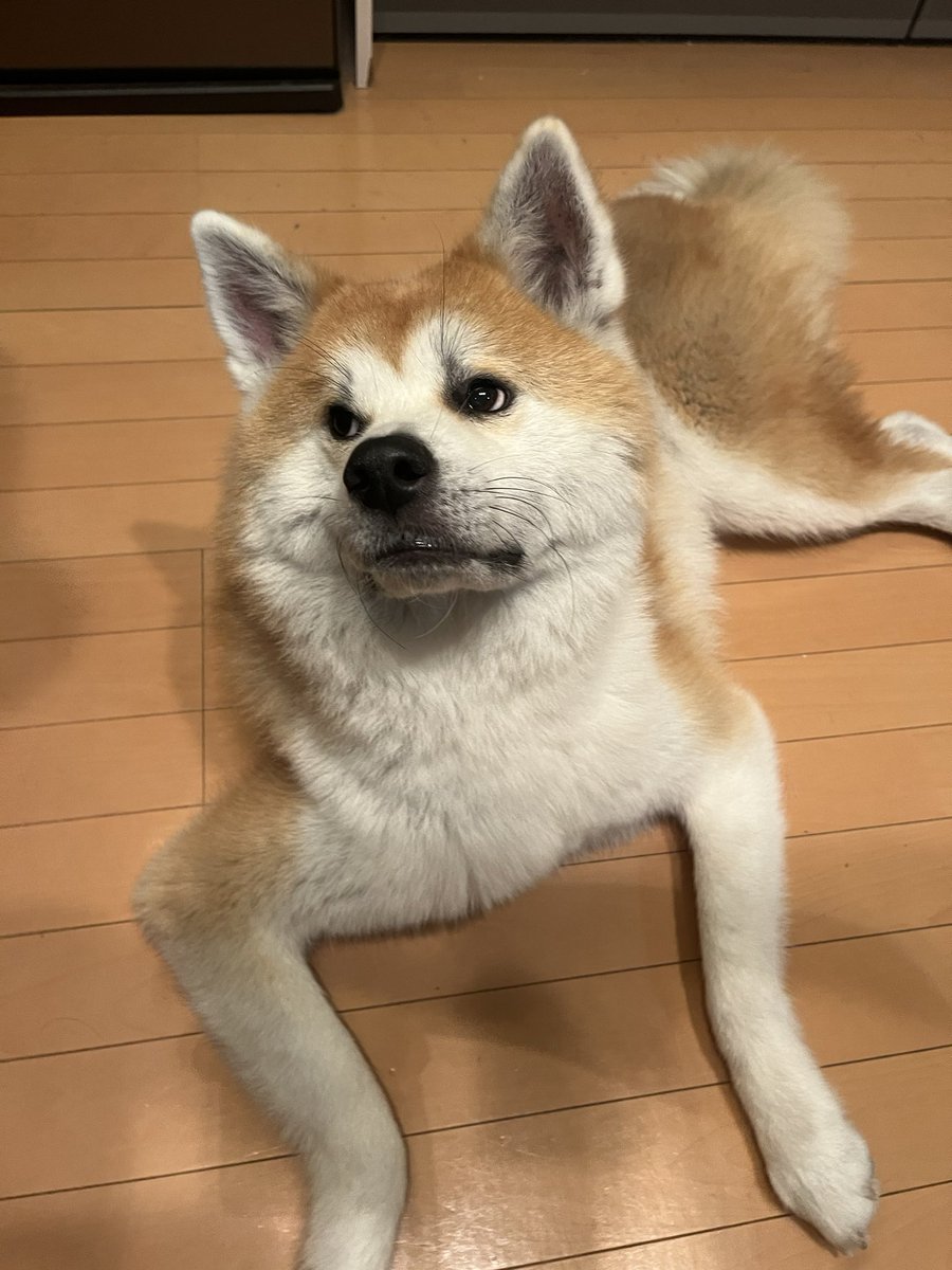 kinako_duffy's tweet photo. お兄ちゃん…

そのめっちゃいい匂いしてるカルボナーラに入ってるベーコン🥓分けてくれるよね、、、？
じーーーー👀

ベーコン待ってます❤️

#秋田犬 #秋田犬がいる暮らし
 #おねだり https://t.co/0yc64c8ULn