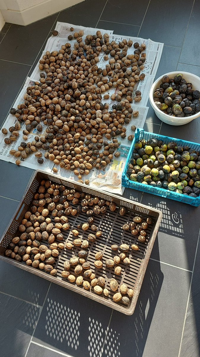 josverstegen's tweet photo. @boerinhendrika Hier is het al enkele jaren een zooitje door de #walnootboorvlieg maar dit jaar gelukkig ook nog wat redelijk-schone #walnoten en er komt nog meer aan. #gardenlife https://t.co/HUwXLTbIx0